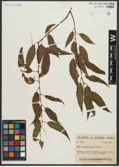 Foto von Salix amygdaloides Andersson